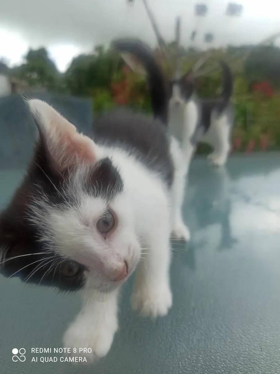 Beautiful kittens ready for new home - Image 3