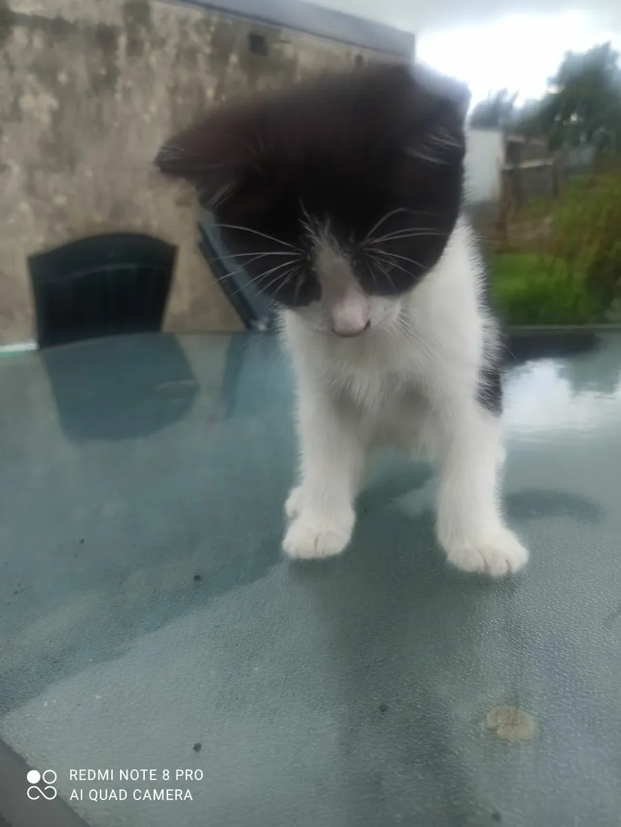 Beautiful kittens ready for new home - Image 4