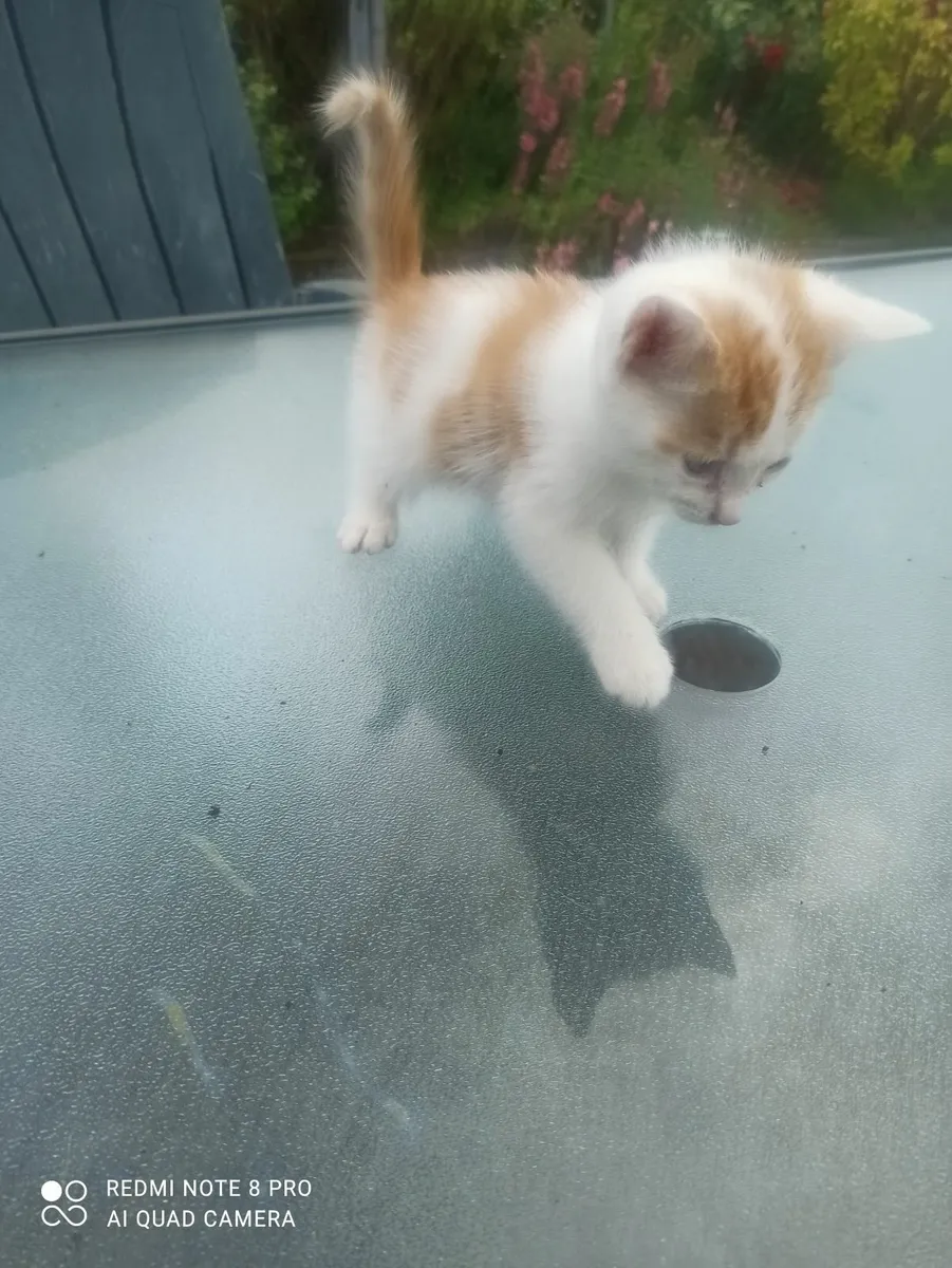 Beautiful kittens free to good home - Image 2