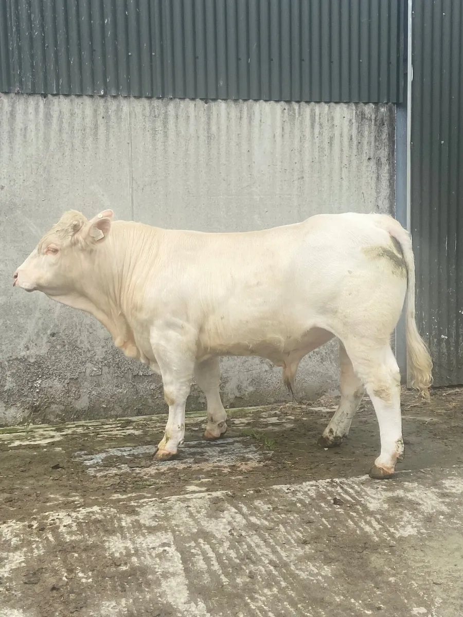 Charlaois Bull - Image 1