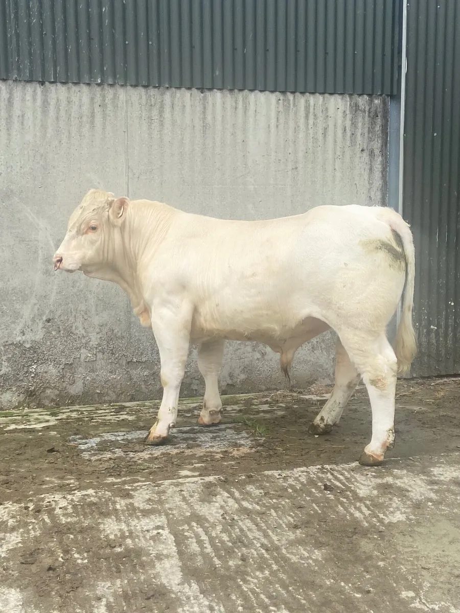 Charlaois Bull - Image 2
