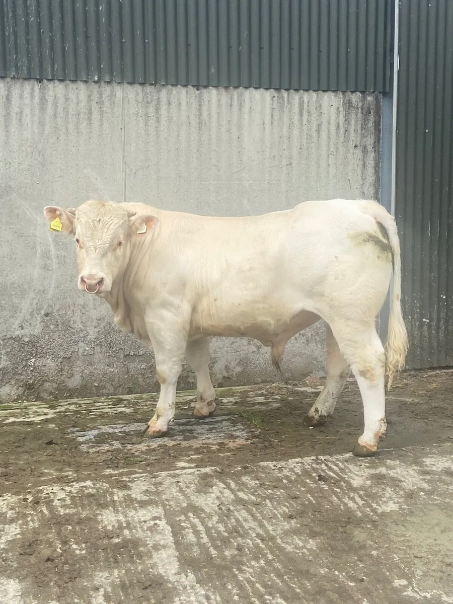 Charlaois Bull - Image 3
