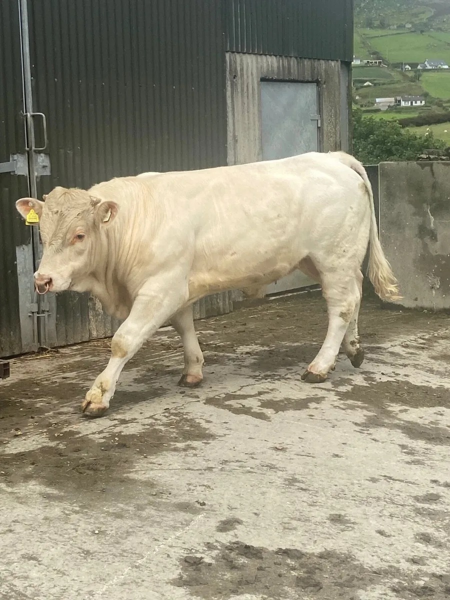 Charlaois Bull - Image 4