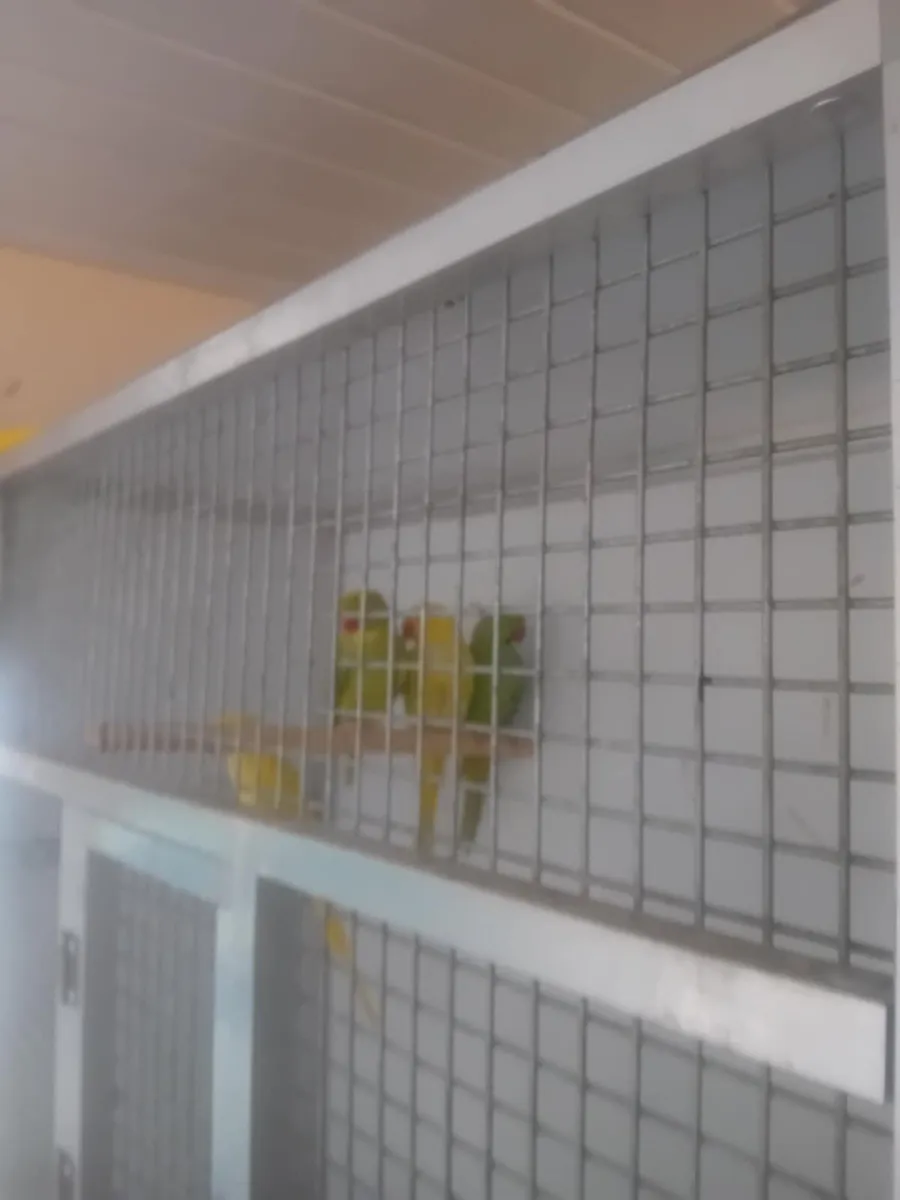 Parrots - Image 1