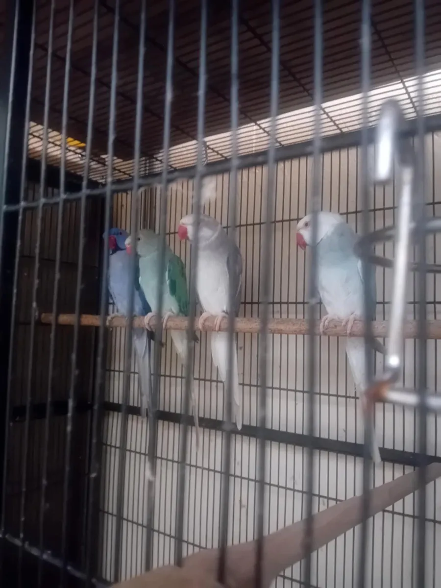 Parrots - Image 2