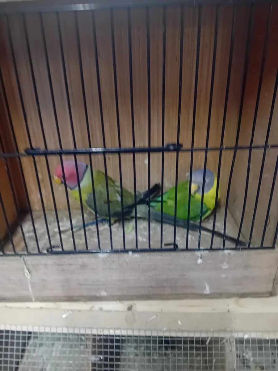 Parrots - Image 3