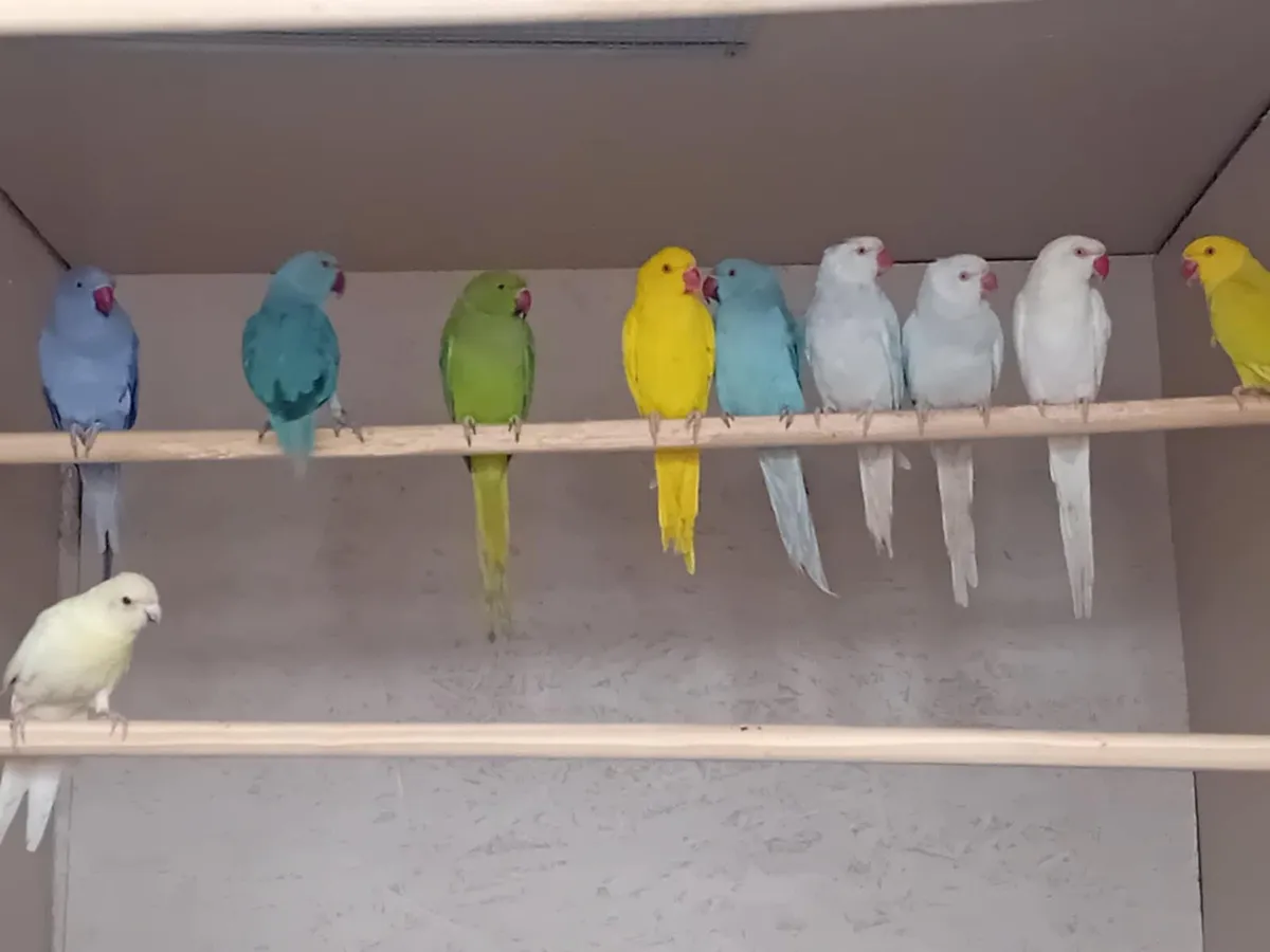 Parrots - Image 4