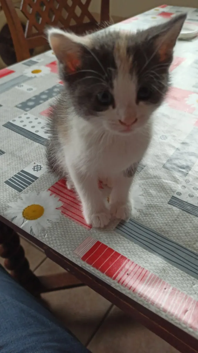 Beautiful kittens free to good home - Image 3