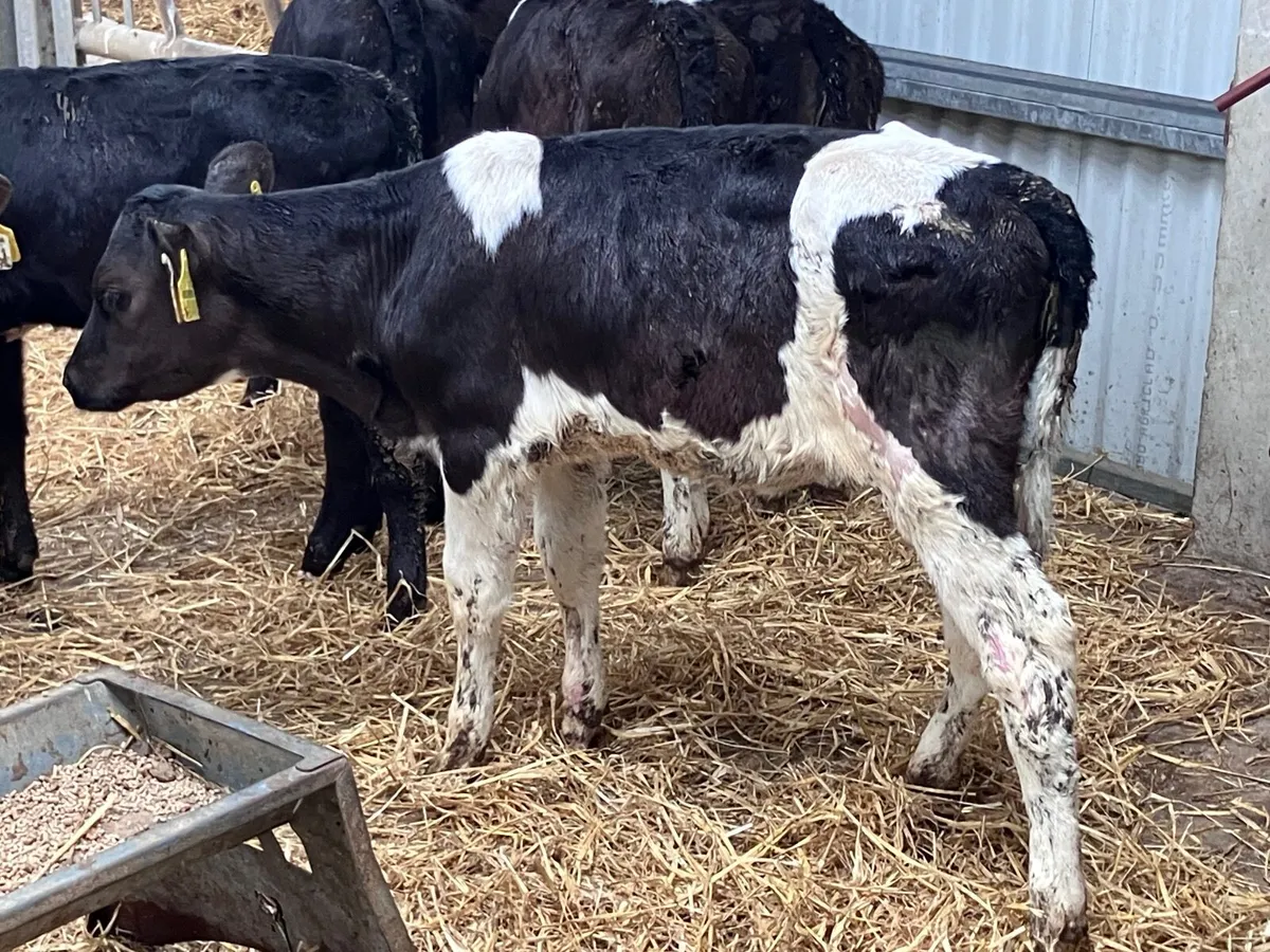 6 six to 12 week old Freisan heifer calves for sal - Image 2