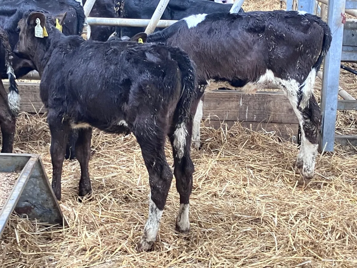 6 six to 12 week old Freisan heifer calves for sal - Image 3