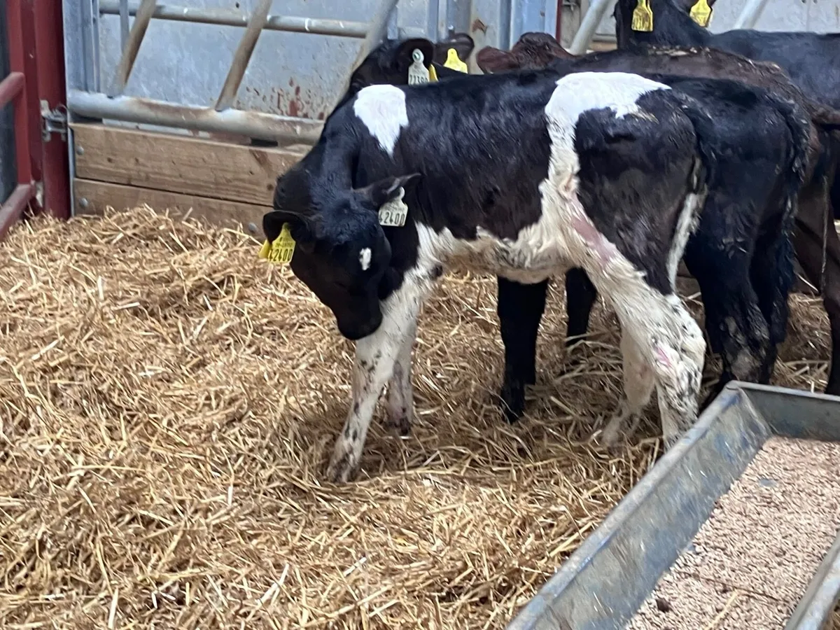 6 six to 12 week old Freisan heifer calves for sal - Image 4