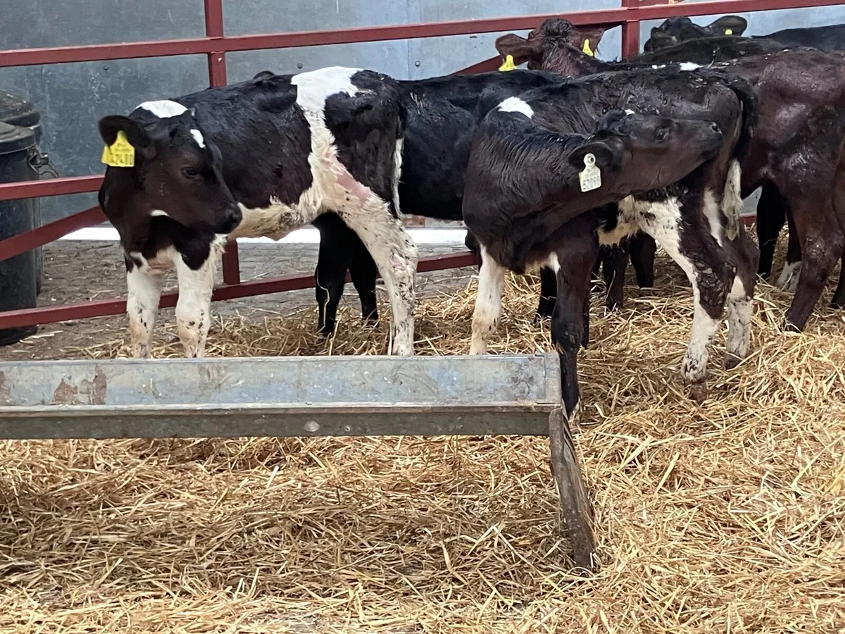6 six to 12 week old Freisan heifer calves for sal - Image 1