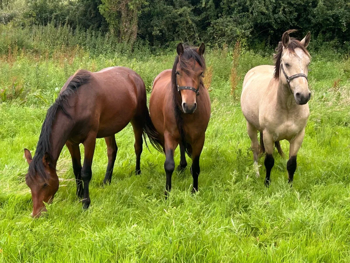 3 Stunning Connemara Geldings - Image 1