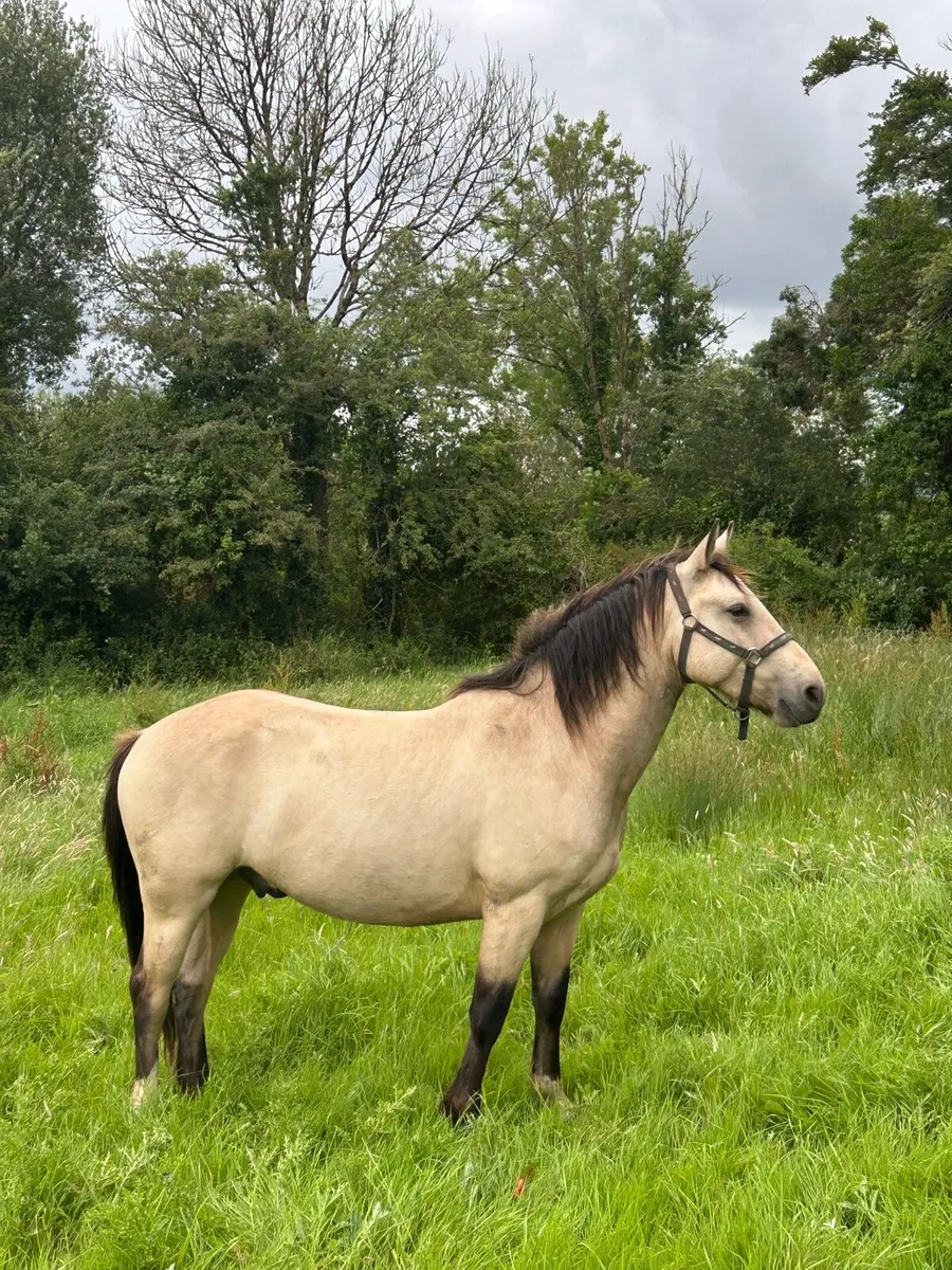 3 Stunning Connemara Geldings - Image 2