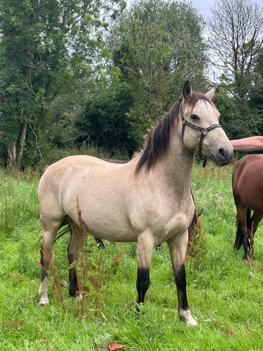 3 Stunning Connemara Geldings - Image 3