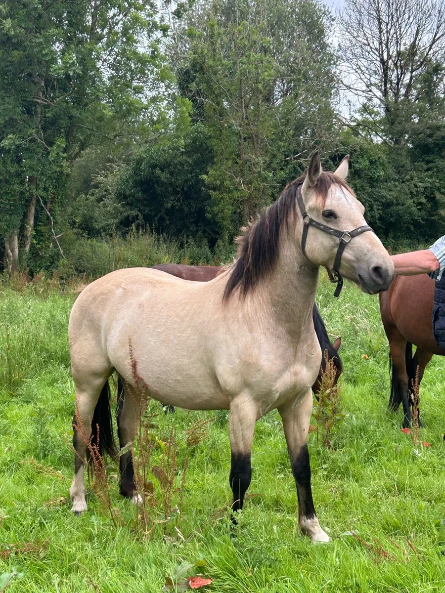 3 Stunning Connemara Geldings - Image 4
