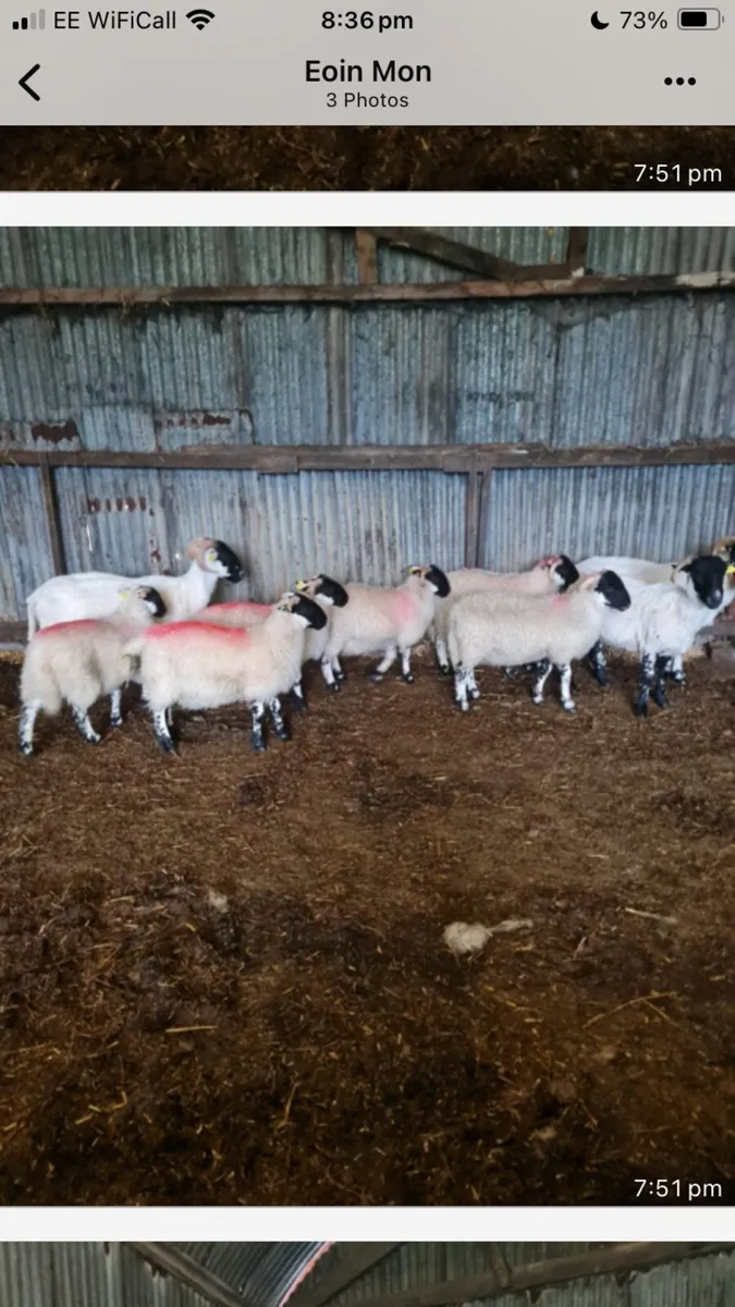 2/3 year old ewes - Image 1