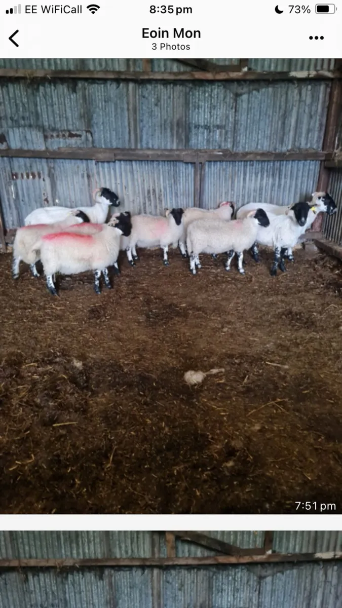2/3 year old ewes - Image 2