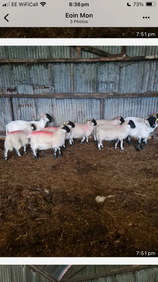2/3 year old ewes - Image 3