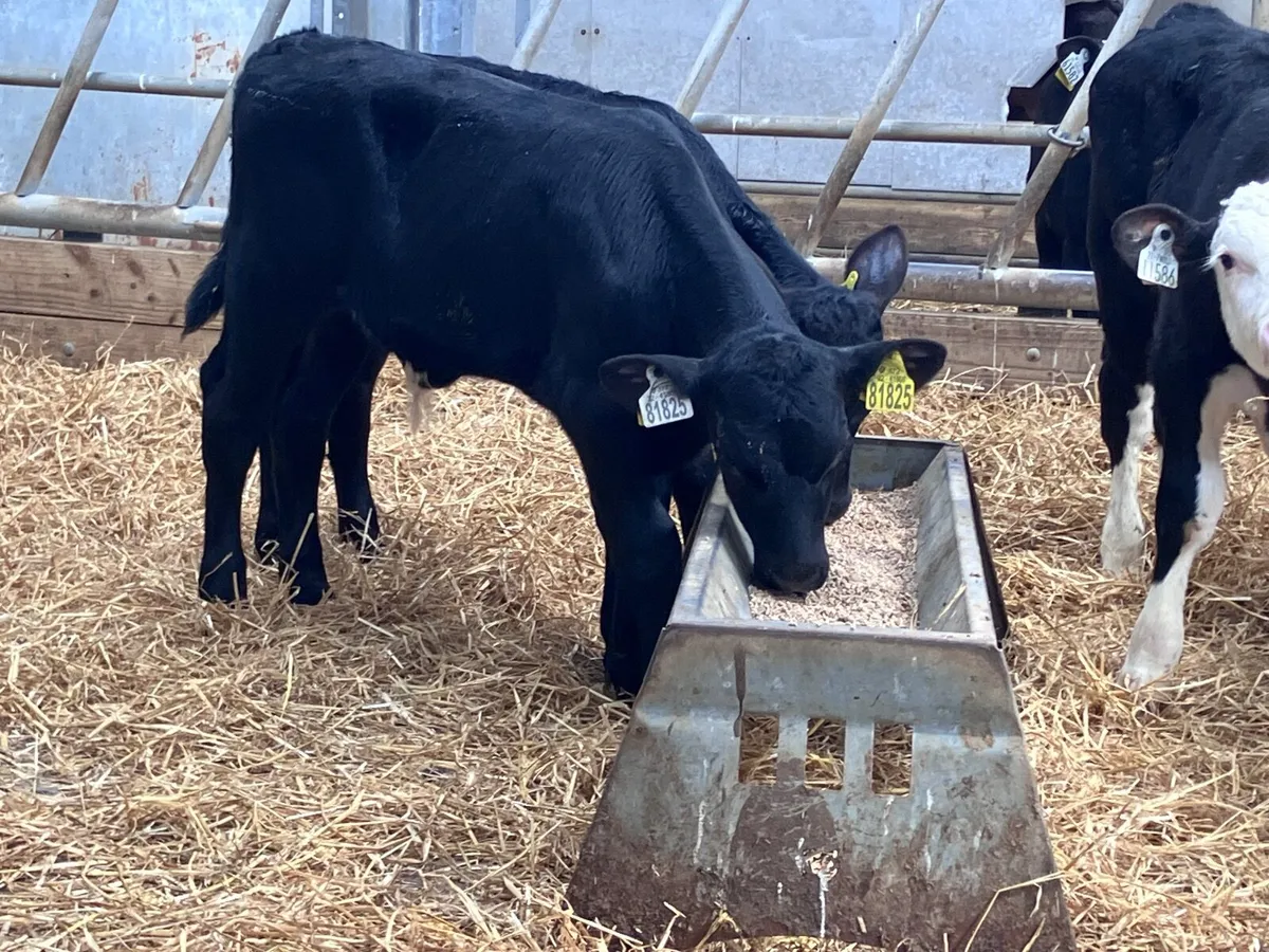 4 top quality Hereford & Angus bull calves for sal - Image 2