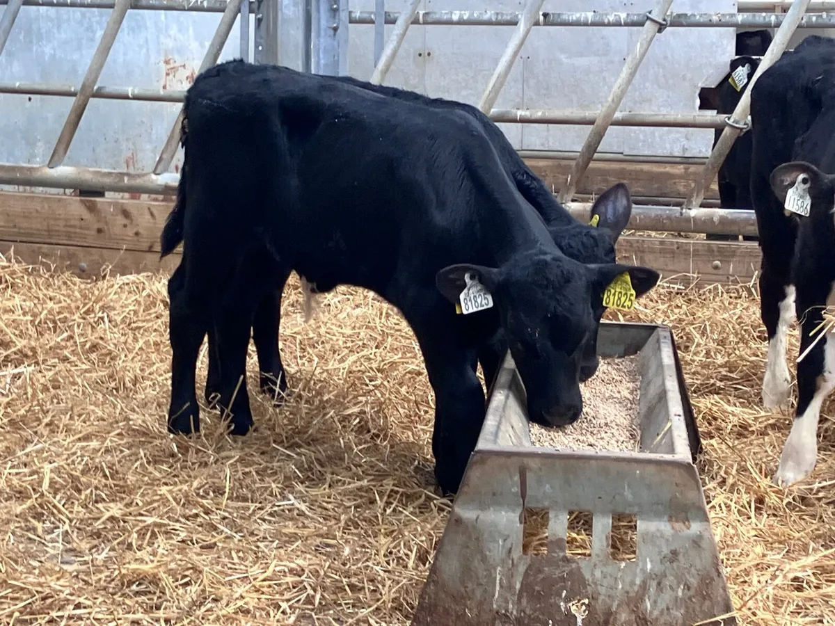 4 top quality Hereford & Angus bull calves for sal - Image 3