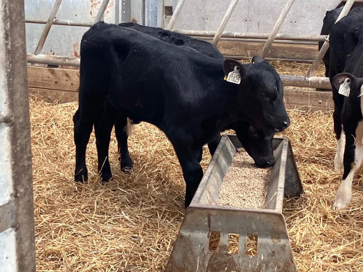 4 top quality Hereford & Angus bull calves for sal - Image 4