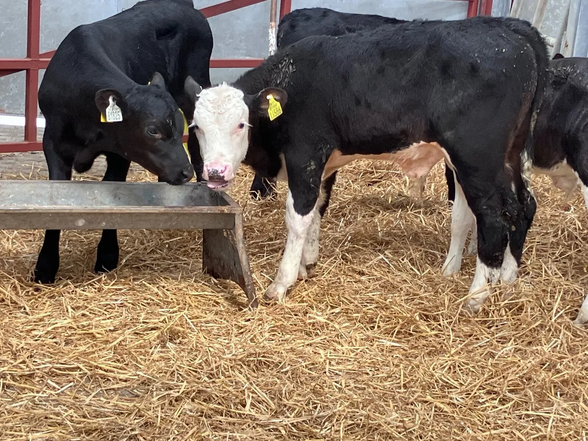 4 top quality Hereford & Angus bull calves for sal - Image 1