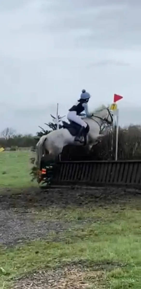 Connemara Pony 14hh - Image 2