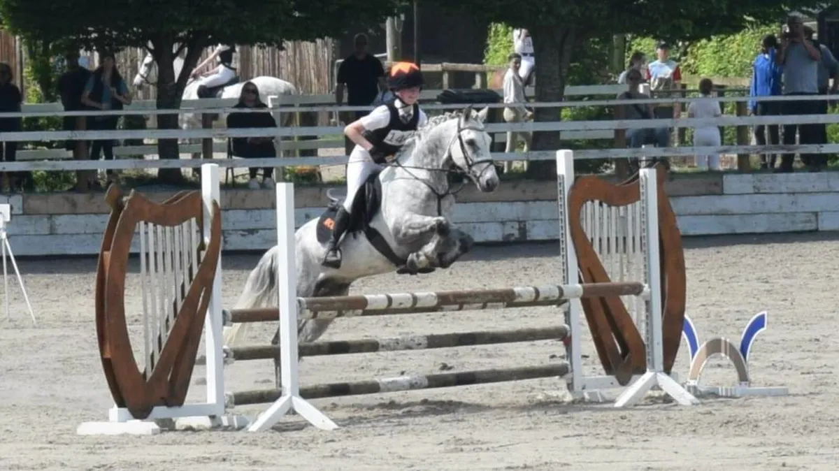Connemara Pony 14hh - Image 1