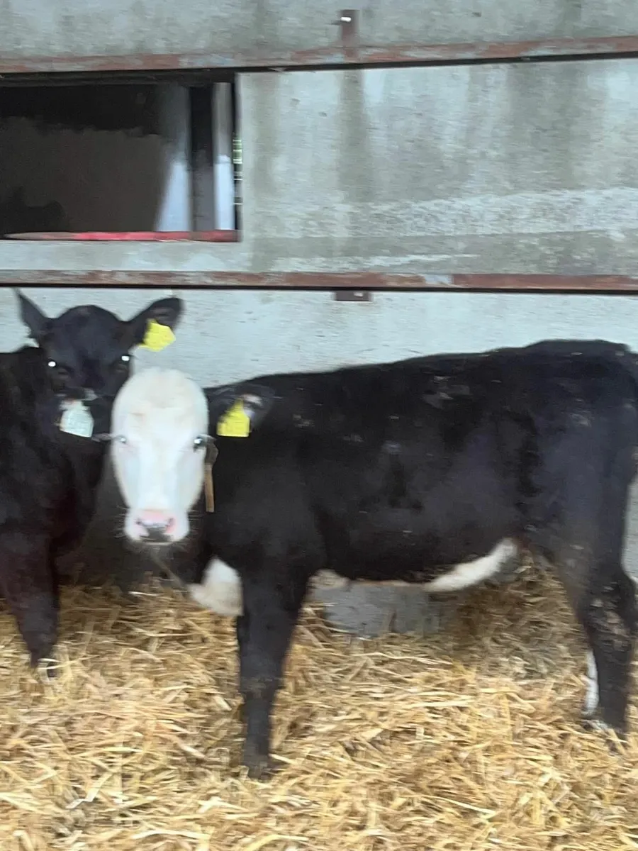 120 Beef Calves , runners - Image 1