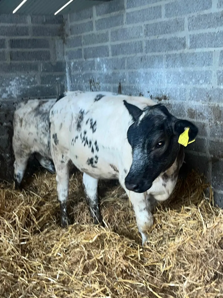 120 Beef Calves , runners - Image 2