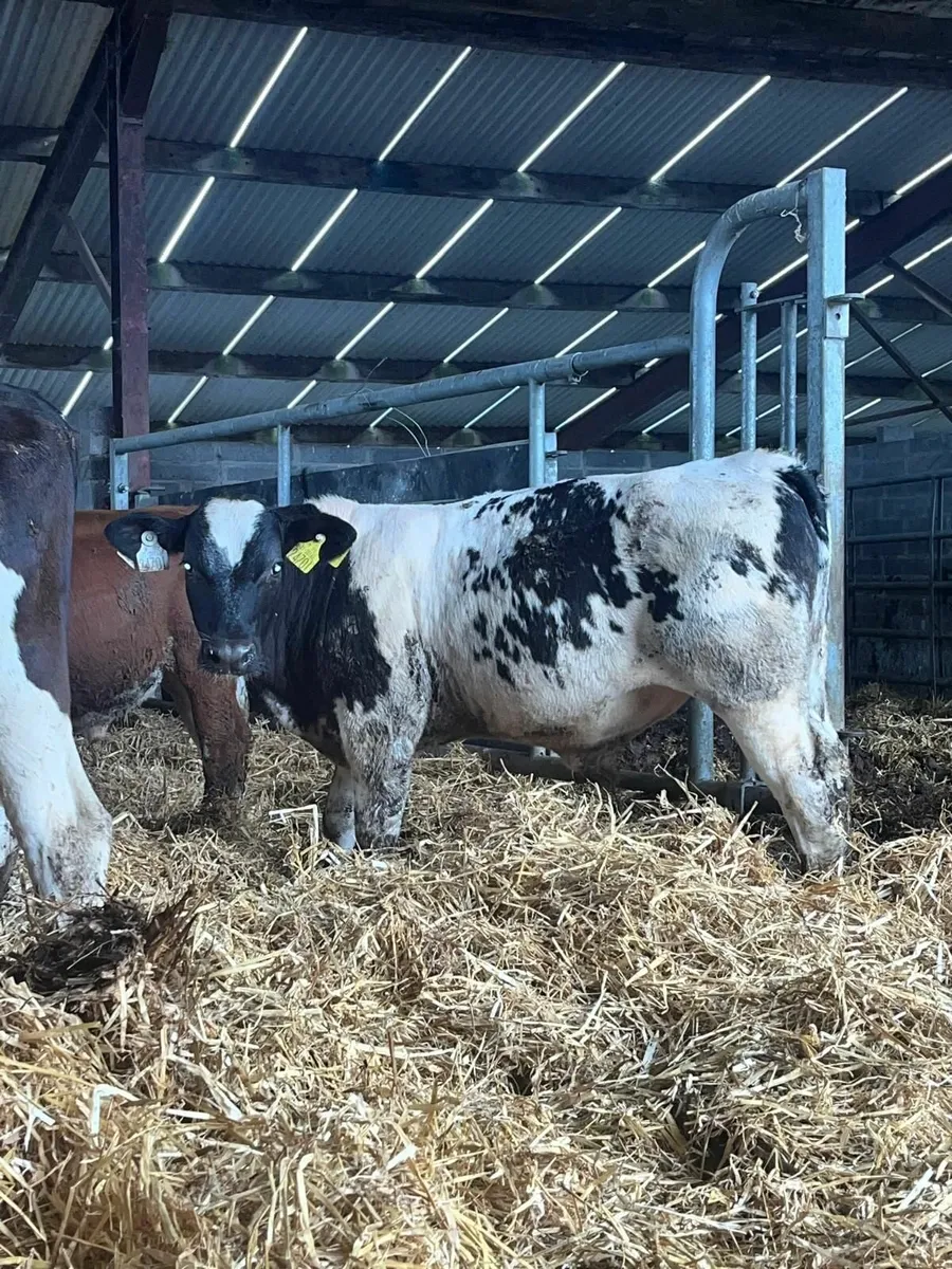 120 Beef Calves , runners - Image 3