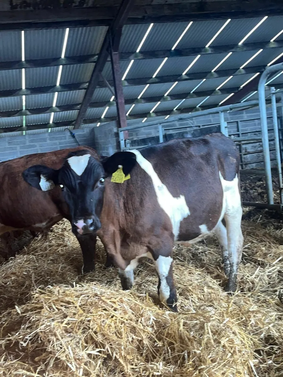 120 Beef Calves , runners - Image 4