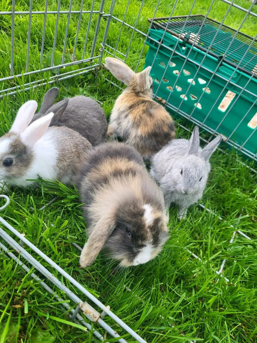 Baby Rabbits - Image 1
