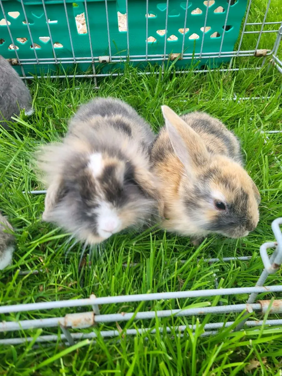Baby Rabbits - Image 2