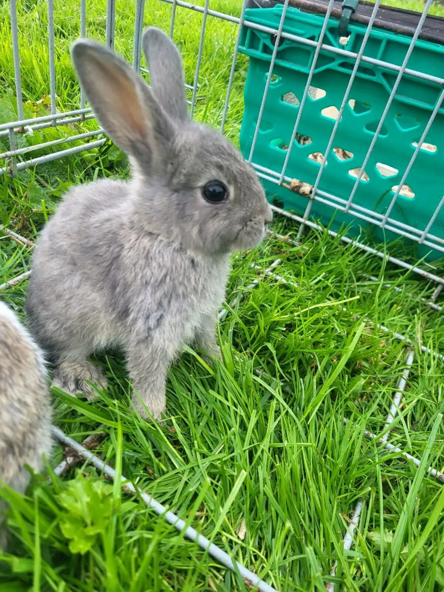 Baby Rabbits - Image 4