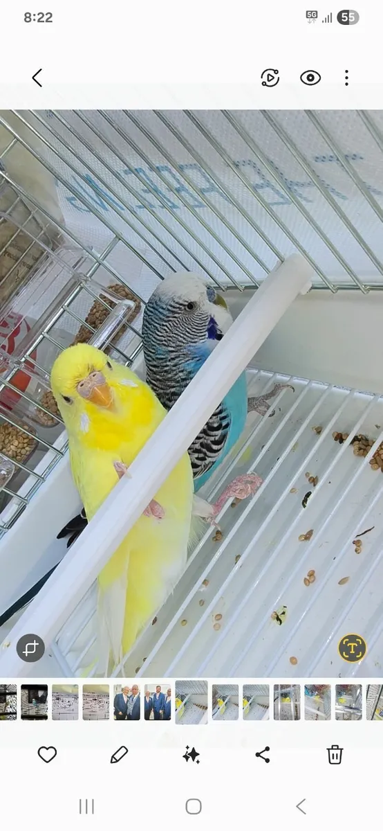 Big bird cage and 2 breeding pairs of budgies - Image 1