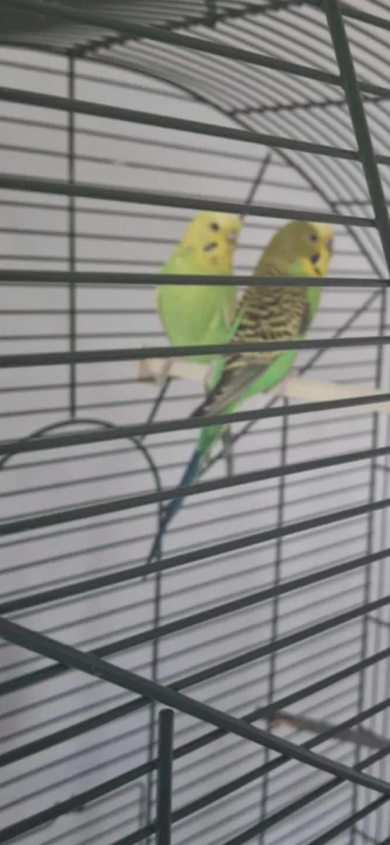 Big bird cage and 2 breeding pairs of budgies - Image 2