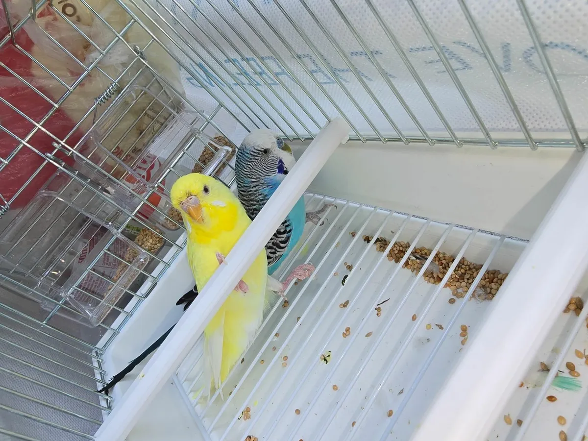 Big bird cage and 2 breeding pairs of budgies - Image 3
