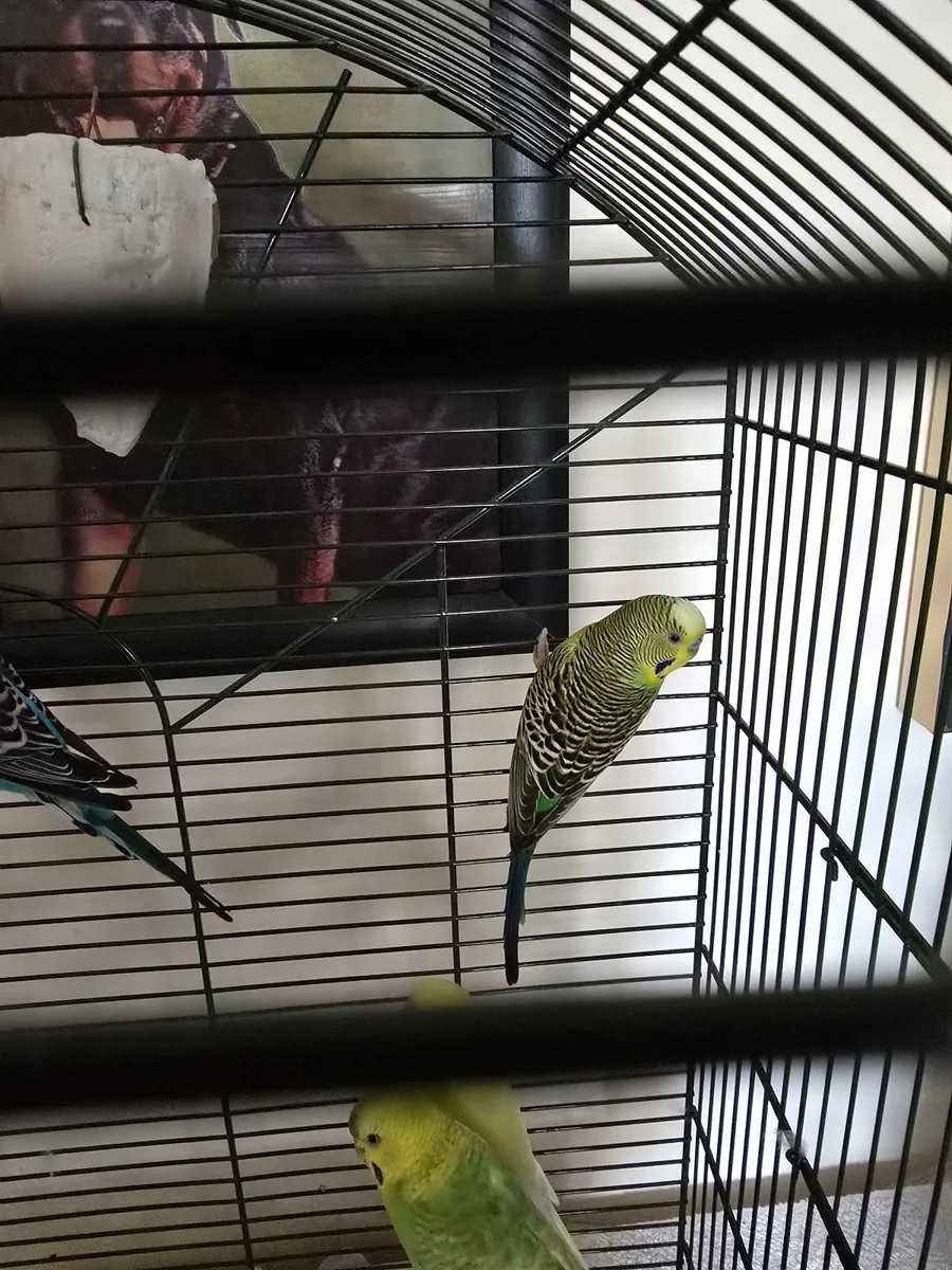 Big bird cage and 2 breeding pairs of budgies - Image 4