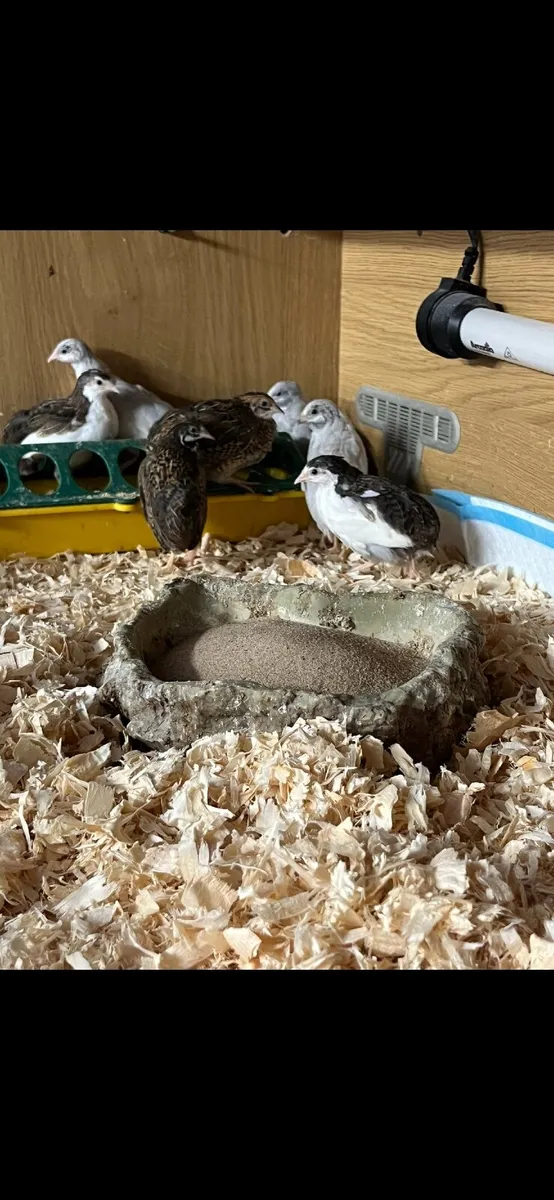 Chinese painted quail