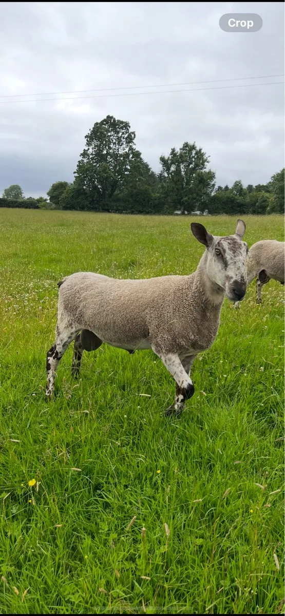 Blue Leicester Ram - Image 1