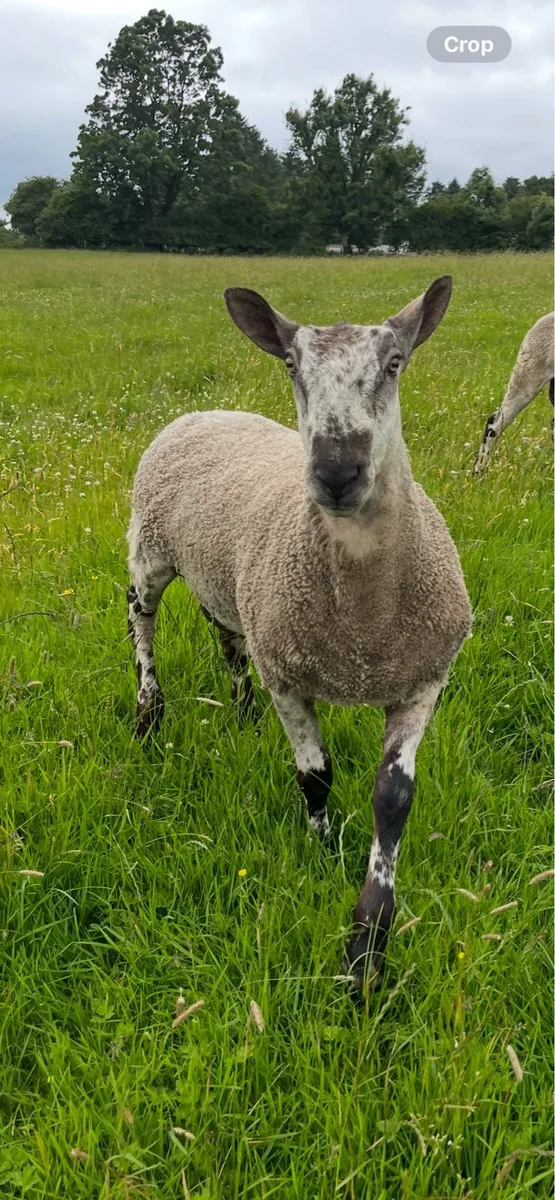 Blue Leicester Ram - Image 2