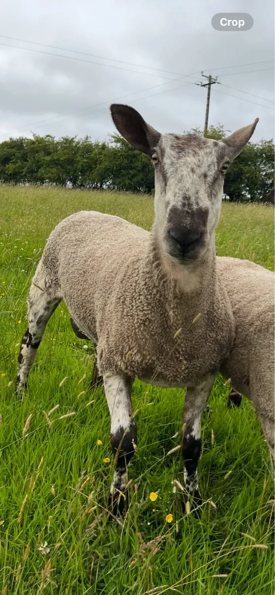 Blue Leicester Ram - Image 3