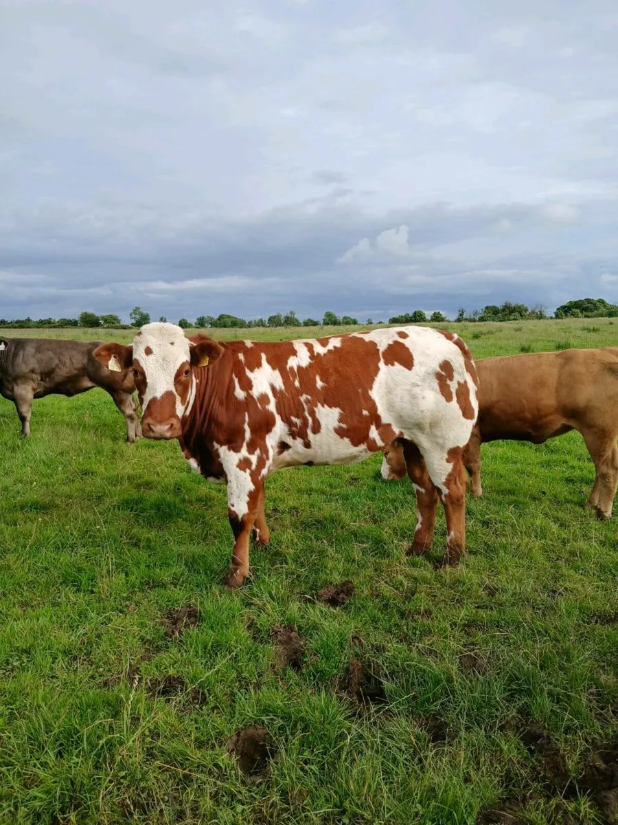 Show quality breeding heifers - Image 1