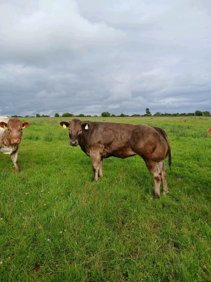 Show quality breeding heifers - Image 2