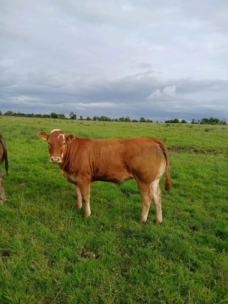 Show quality breeding heifers - Image 3