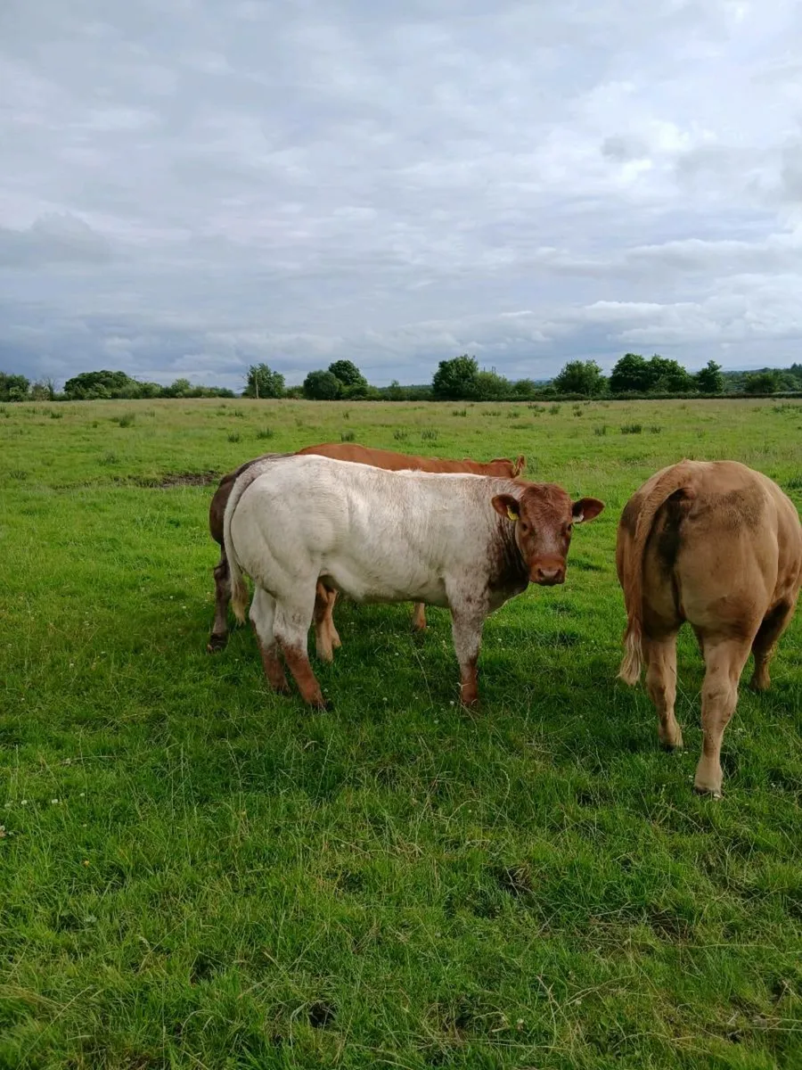 Show quality breeding heifers - Image 4