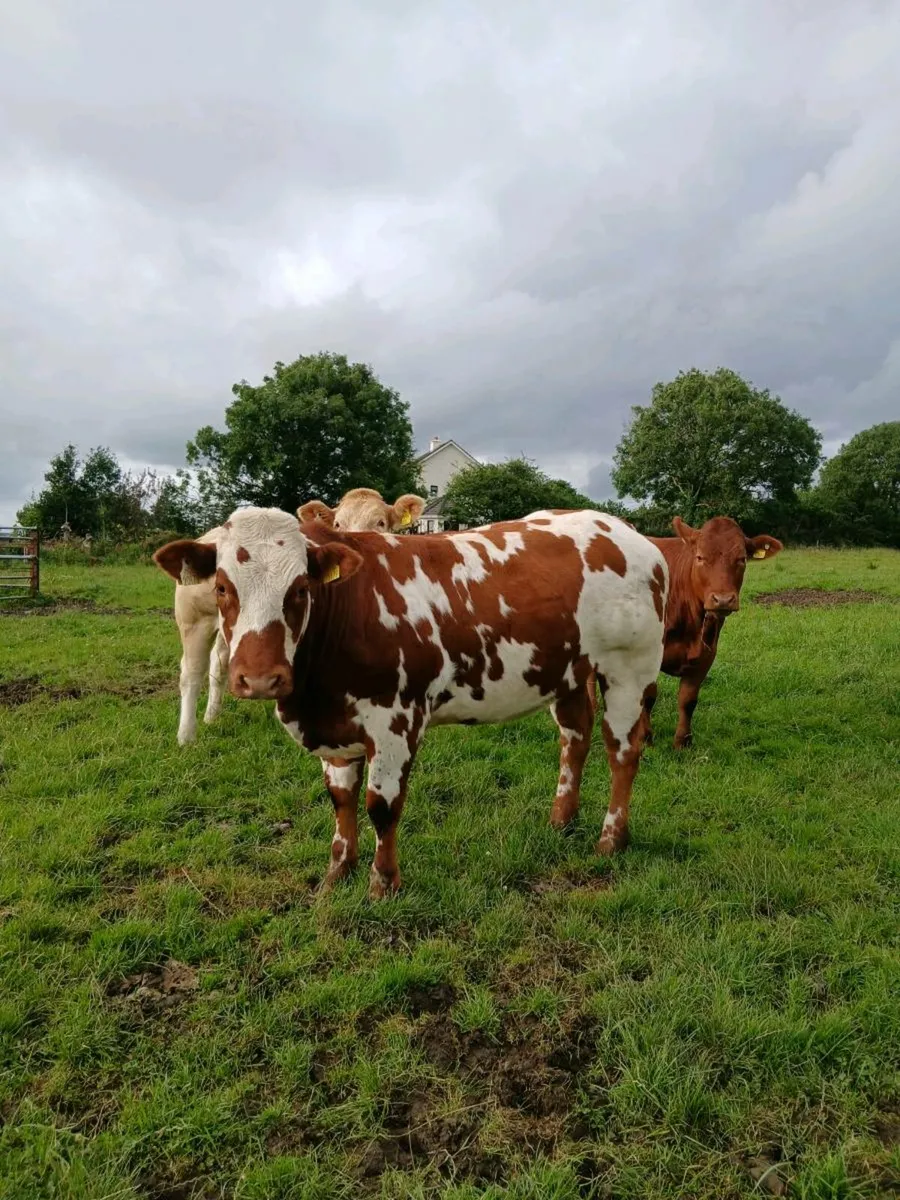 Show quality breeding heifers - Image 1