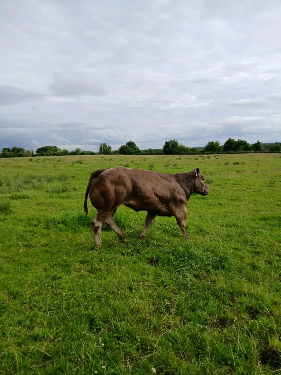 Heifers for sale - Image 3